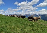 59 Capre orobiche, di pascolo in pascolo in lunga fila